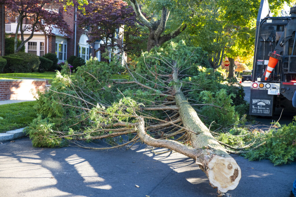 cutting down tree in new england