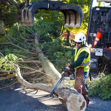 Tree Removal Services