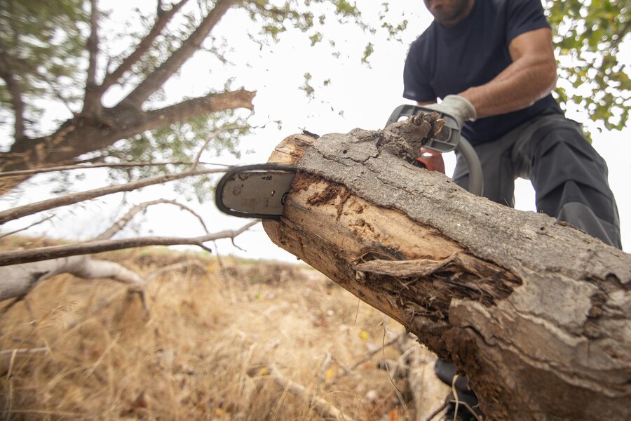 Emergency Tree Removal by Trusted Professionals