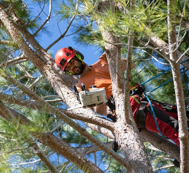 Tree Cutting