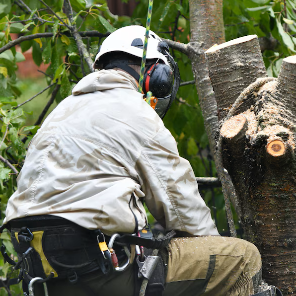 Man with helmat cutting tree