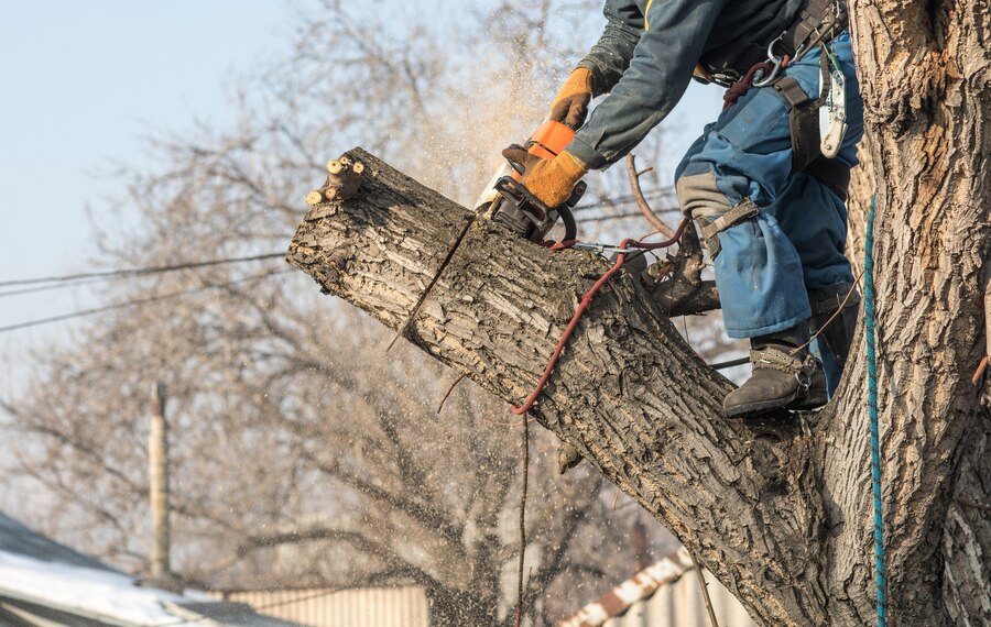 Affordable and Efficient Tree Removal Services