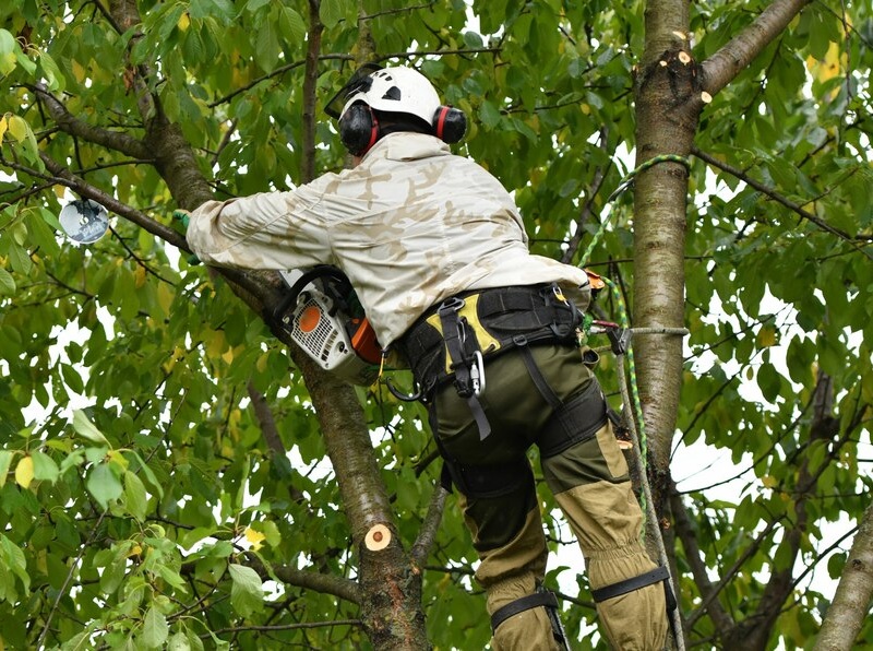 Experienced Tree Pruning Experts at Your Service